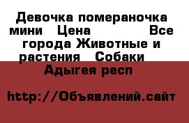 Девочка помераночка мини › Цена ­ 50 000 - Все города Животные и растения » Собаки   . Адыгея респ.